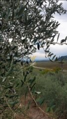 621420005_1233658078863142_2238360854718393364_n